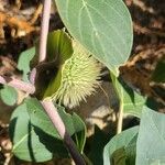 Datura inoxia Fruit