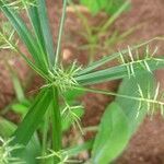 Cyperus meyenianus फूल