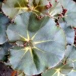 Begonia hydrocotylifolia Ліст