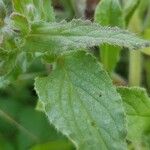 Borago officinalisLeaf