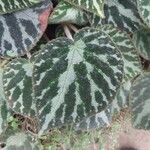 Begonia imperialis Hoja