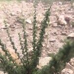 Artemisia herba-alba ഇല