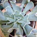 Echeveria runyoniiЛист