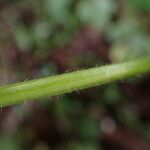 Geum urbanum Kaarna