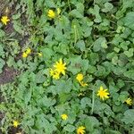 Ranunculus ficariaFlower