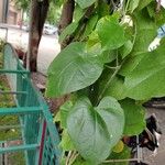 Tinospora cordifolia 葉