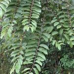 Grewia mollis Hoja