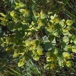 Euphorbia serrata Blomst