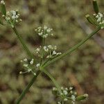 Lomatium martindalei ᱵᱟᱦᱟ