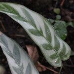 Goeppertia bachemianaList