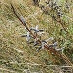 Lupinus perennis Owoc