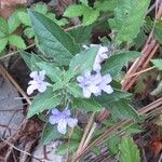 Ruellia drummondiana Habit