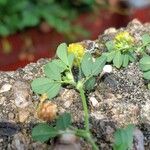 Trifolium campestre Folha