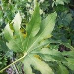 Fatsia japonicaLeaf