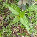 Dianthera secunda Leaf