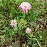 Trifolium hybridum 花