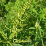 Echinochloa oryzoides Hoja