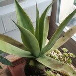 Agave anomala Habitus