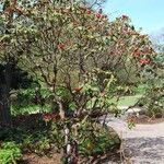 Rhododendron erosum Hábito