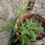 Talinum paniculatum 葉