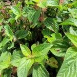 Acalypha aristata Kvet