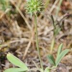 Trifolium leucanthum Other