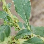 Amaranthus albus Blatt