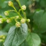 Cotoneaster lucidus Flor