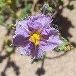 Solanum sinuatirecurvum Floare