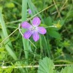 Geranium palustreFlower