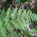 Dryopteris aemula Blad