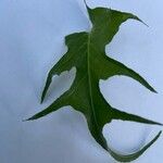 Crepis biennis 葉