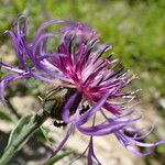 Centaurea triumfettii Blomma