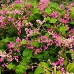 Antigonon leptopusപുഷ്പം