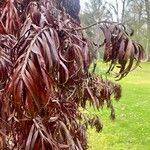 Podocarpus henkelii Blatt