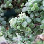 Crassula expansa ഇല