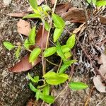 Commelina cyanea Hoja
