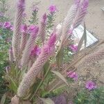 Celosia argentea花