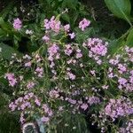 Valeriana macrosiphon Flower