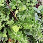 Cirsium filipendulum Leaf