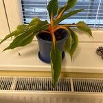 Chlorophytum orchidastrum Leaf