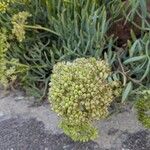 Crithmum maritimum 花