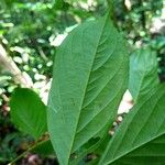 Diplotropis purpurea Hoja
