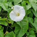 Calystegia silvatica Çiçek