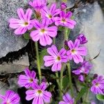 Erinus alpinus Flower