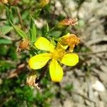 Hypericum australe Flower