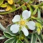 Potentilla montana花