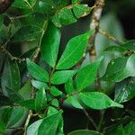 Cynometra mannii Blatt