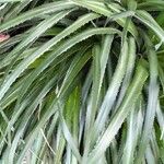 Pandanus urophyllus Leaf