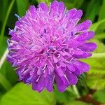 Knautia arvernensisFlower